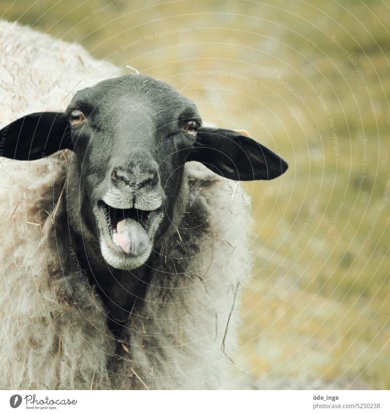 Alf Sheep Animal Animal portrait Farm animal Nature Wool Tongue bleat Funny Baaa cheerful Good mood Happiness Brash Agriculture New wool ears