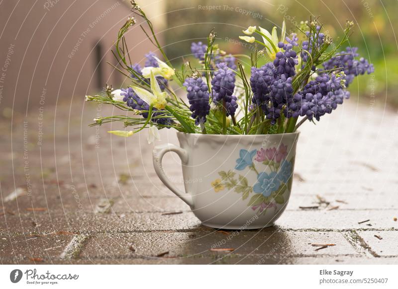 Grape hyacinth greeting in the rain.... Muscari Flower Spring Plant Nature Blossom Shallow depth of field Close-up Deserted Rain Blossoming Exterior shot Detail