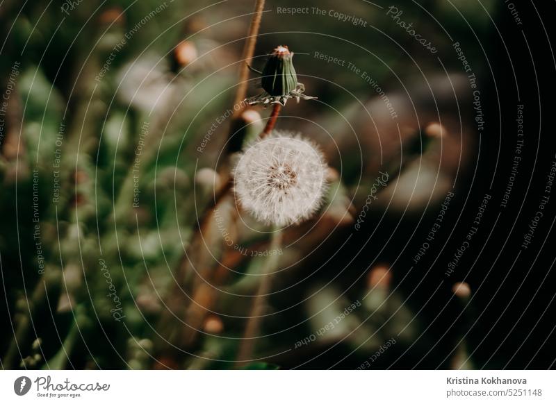 Beautiful fluffy dandelion flower blowball with seeds, spores in garden. background field flying freedom meadow nature plant season spring summer wind blossom