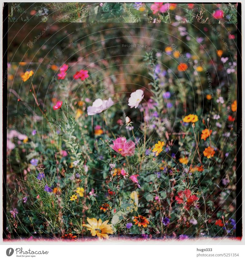 Flowers double exposure Double exposure hasselblad Medium format Analog 6x6 Roll film flowers Plant Flower meadow White Pink Red Green Blue Yellow movie