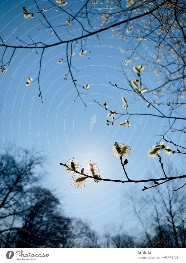 Willow branches in the sunshine Willow tree twigs Twigs and branches Tree shrub Blossom Spring bees insects Pollen Pollination alergy Hay fever Nature