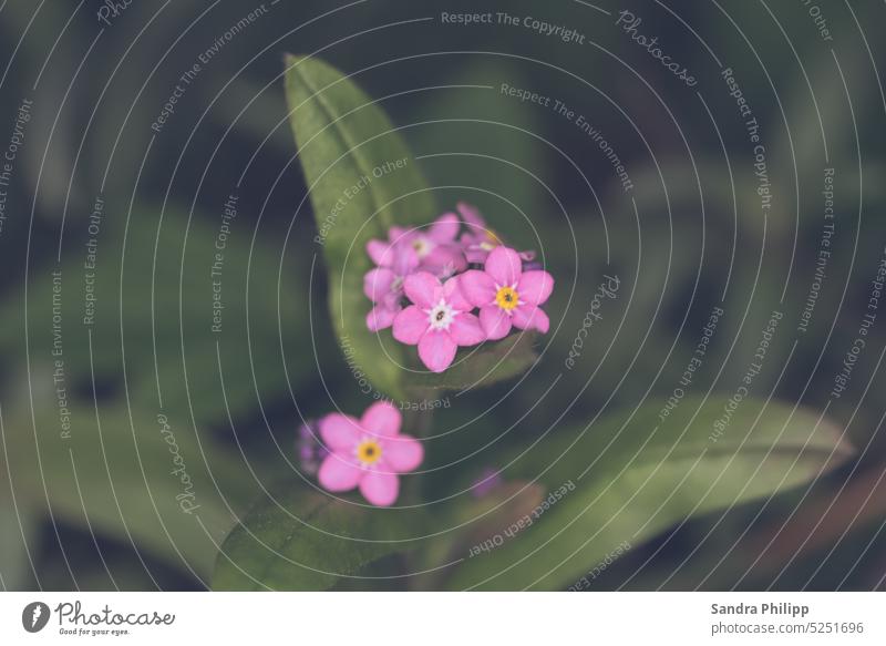 pink forget-me-not flower Pink Spring Nature blurriness naturally Flower Close-up Blossom Plant Colour photo Blossoming pretty Detail Garden Exterior shot