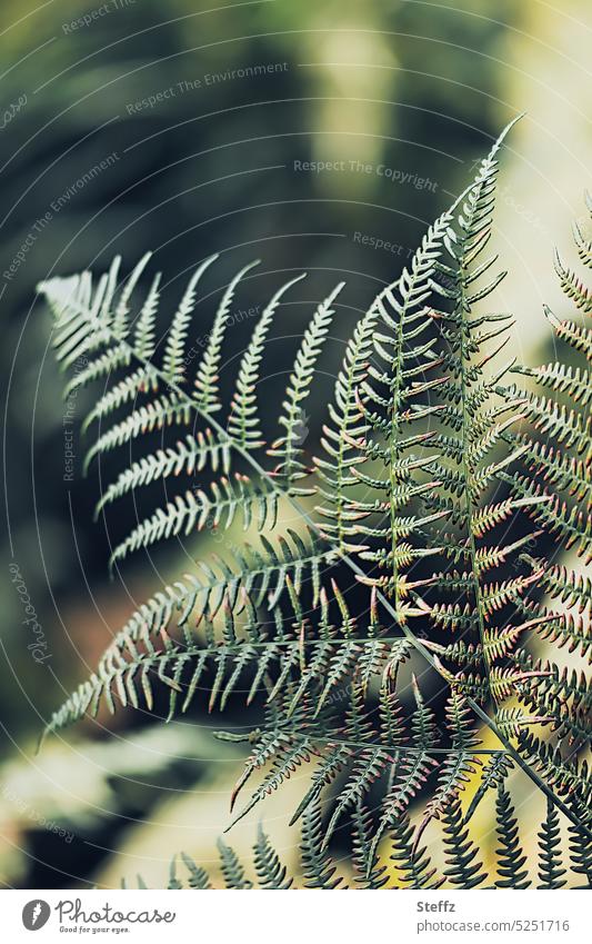 Forest fern in summer forest forest fern Fern Wild plant Forest plant Farnsheets fern frond Green Fern leaf Foliage plant leaf duster Symmetry Pattern symmetric