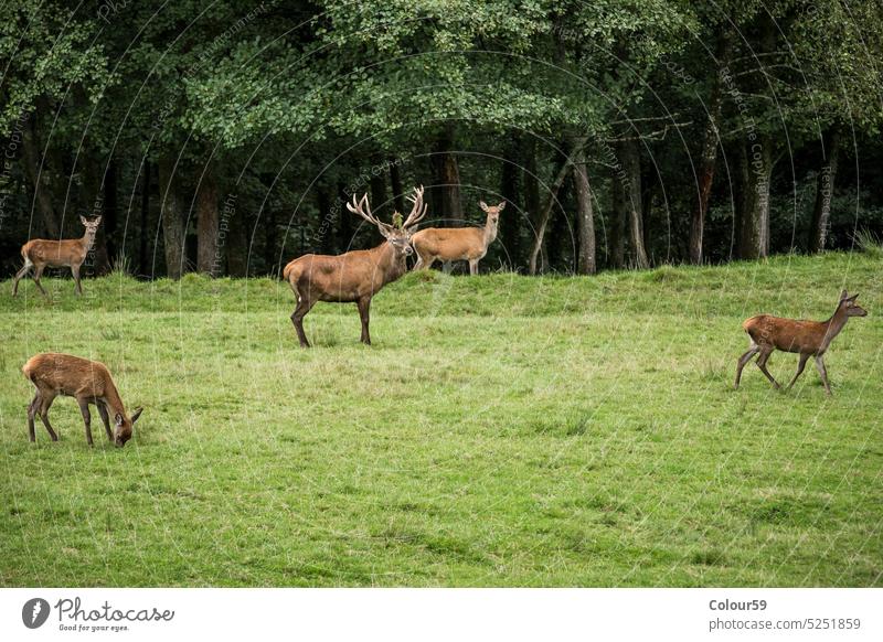 fallow deer Fallow deer Wild Wild animal Animal forest Forest Edge of the forest Enclosure Fallow deer enclosure breeding Animal Enclosure stag antlers grazing