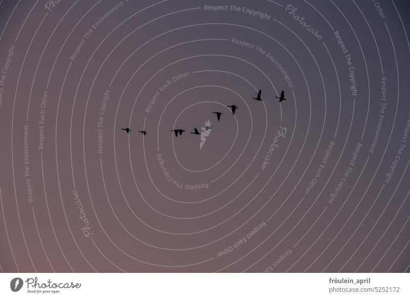 Excursion II | Bird migration in the evening sky bird migration Migratory birds Sky Flying Flight of the birds Autumn Freedom Movement Nature Group of animals