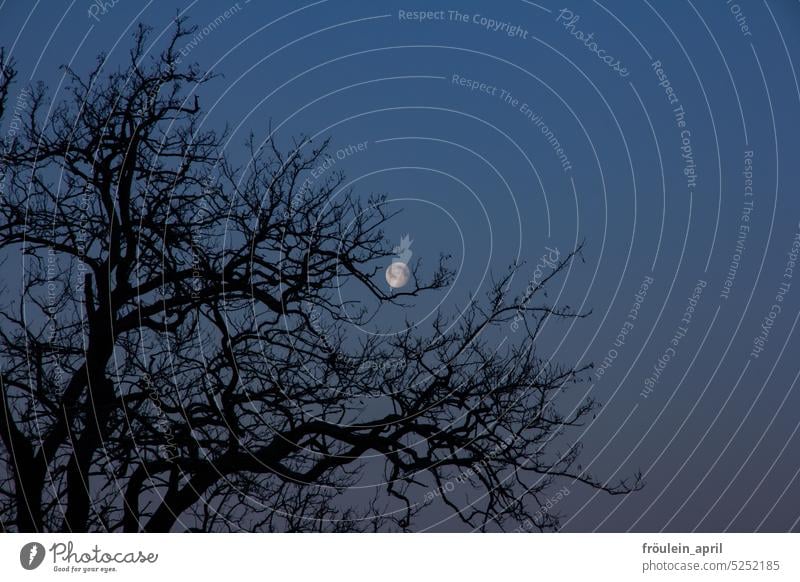 Moon game | Moon between branches of a tree top at blue hour Sky Celestial bodies and the universe Moonstruck luna Tree Treetop Branches and twigs Nature