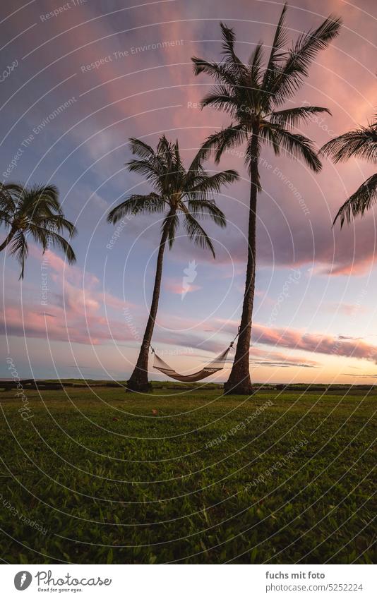 Hammock in paradise. Hangloose palms vacation Sky Palm tree Nature Palm frond Green Summer Palm roof Tropical palm garden Vacation & Travel Beautiful weather