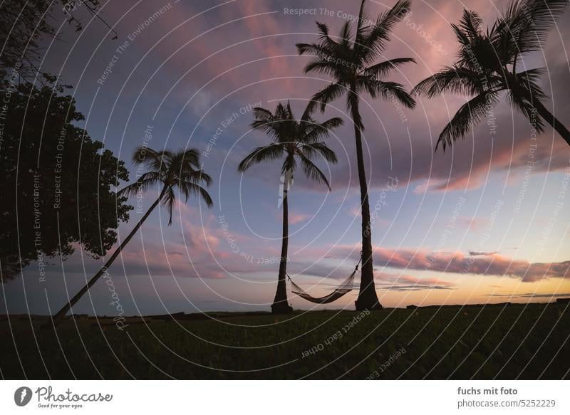 Hammock under palm trees. Chill out vacation palms Hawaii Sunset chillout harmony Vacation & Travel Sky Ocean Beach Nature Summer Exterior shot Relaxation