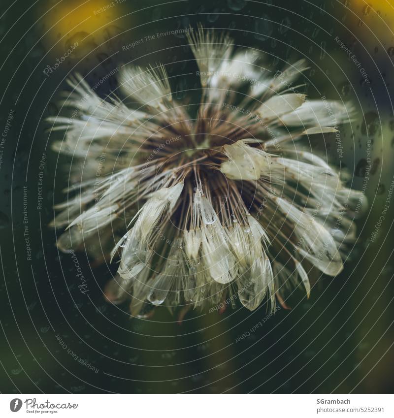 Dandelion, wet dandelion seed stand in rain with drops Nature Plant Macro (Extreme close-up) Spring Delicate Ease Wild plant Close-up Detail Sámen Exterior shot