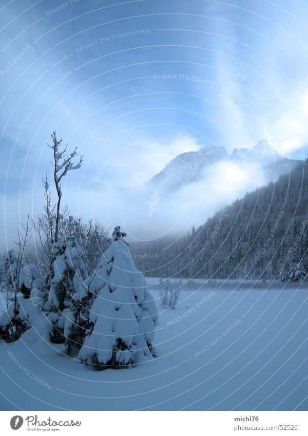 A little fir tree stood in the fog Tourism Freedom Winter Snow Winter vacation Mountain Nature Landscape Sky Clouds Fog Ice Frost Tree Forest Alps feet Bavaria