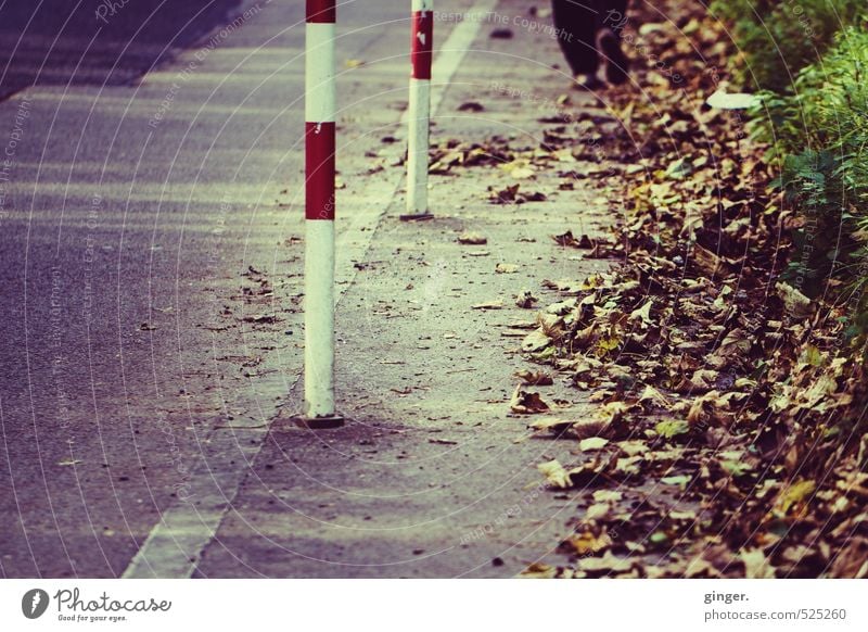 autumn walk Environment Nature Going To go for a walk Promenade Legs Walking Boundary Pole Autumn Autumn leaves Autumnal Reddish white Brown Line Trash