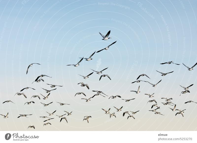 a flock of barnacle geese in flight Barnacle Geese Flock of birds swarm behaviour wild geese Wildlife Blog Movement Flying bird migration Spring Autumn