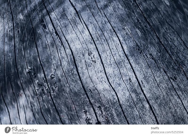 weathered tree trunk Wood Tree trunk Weathered Wood texture Wood grain Dry Old Woody Texture of wood background weathering cracks Cavernous cracked Rough Gray