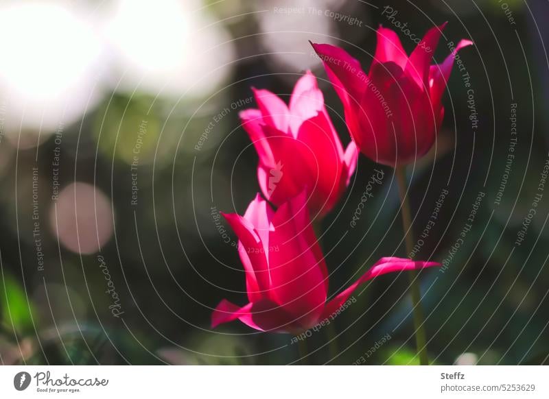 three tulips Tulip blossom red tulips flowers red flowers spring flowers spring blossoms flowering tulips spot of colour Red wine-red Dark petals romantic