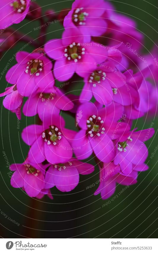 flowering bergenia spring flowers Bergenia spring blossoms April flowers flüsslet Purple crimson purpurea floral Flourish Herbaceous plants Ground cover plant