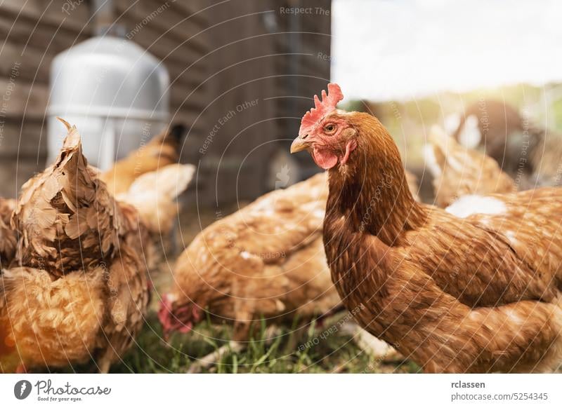 Hens in hen house. Hens in bio farm. Chicken in hen house. Chickens in farm at sunny day egg industry chickens bio farmer wild farmyard range outside easter