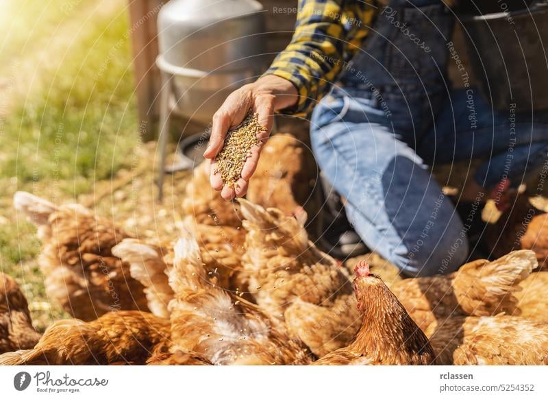 happy chicken eating food hand grain organic farm egg ecologic bio bucket outside production guard corn feed woman farming work person farmer germany