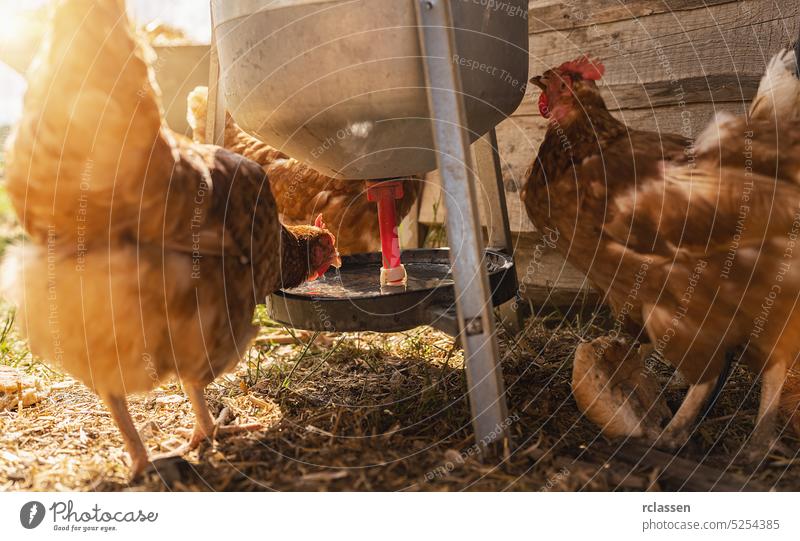 chickens drinking on a water dispenser at a farm. Hens in a free range farm. Chickens walking in the farm yard. egg industry bio farmer wild farmyard outside