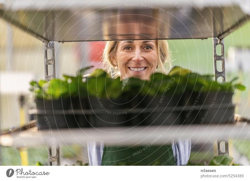 Happy gardener women push shelf with primrose flowers in to a trolley in the garden center spring floral beauty green seeds blossom primula primroses markets