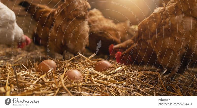 hen with eggs at a chicken coop in a group of chickens at a bio farm. Hens in hen house. Chicken eggs in hen house. Chicken farm in germany industry bio farmer