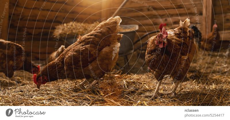 hens at a chicken coop in a group of chickens at a bio farm. Hens in hen house. Chicken in hen house at a Chicken farm. egg industry bio farmer wild farmyard