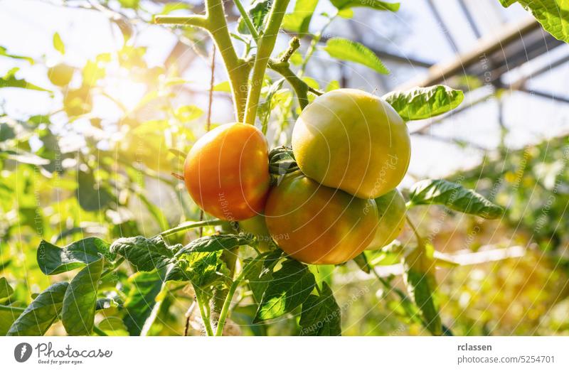 Beautiful tomatoes plant on branch in green house in foreground, shallow dept of field, copy space , organic tomatoes summer farmer garden agriculture red