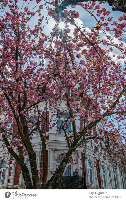 Japanese cherry blossom heyday Bonn Cherry blossom Street Scene Bonn old town dazzling Cherry tree Spring Bud time of day Day inflorescence Old town NRW