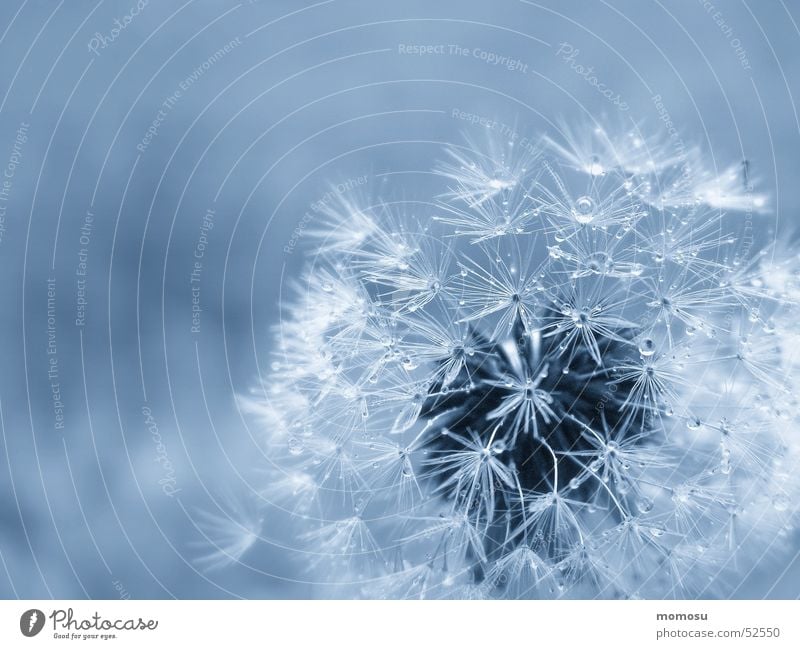 blown in blue Light pust flower dandelion seed shine Detail Blue