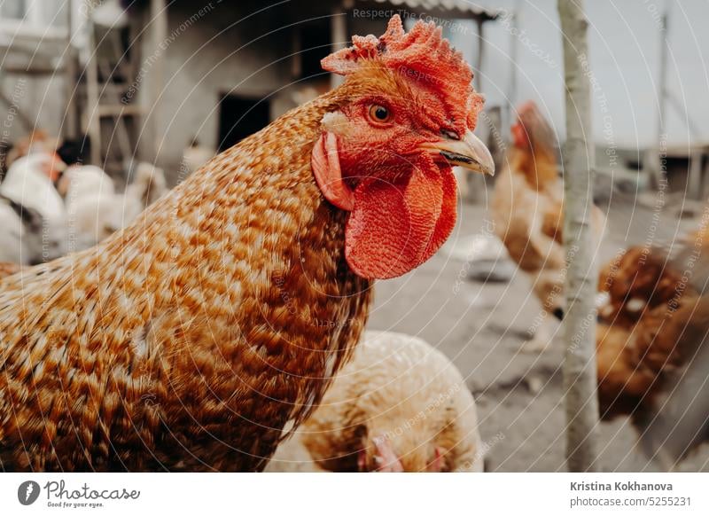 Beautiful close-up chicken on home farm. Livestock, housekeeping organic agriculture concept. Hen with red scallop looking to camera bird domestic farming hen