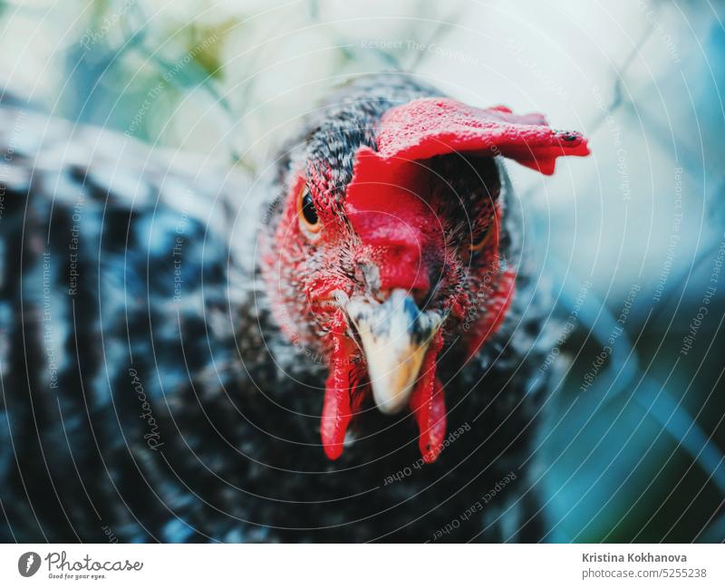 Beautiful super close-up portrait of chicken on home farm. Livestock, housekeeping organic agriculture concept. Hen with red scallop looking to camera