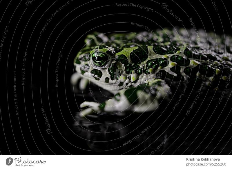 Amazing tropical frog or toad close-up. Natterjack breathing and looking at camera. Wild jungle amphibious blinks eyes, stirs nostrils, macro. amphibian