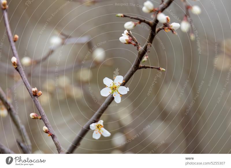 Flowers of a hawthorn plant on a spring morning in Siebenbrunn near Augsburg, Germany Blossoms Crataegus Hawthorn blossoms May-tree Mayflower Meringer Au berry