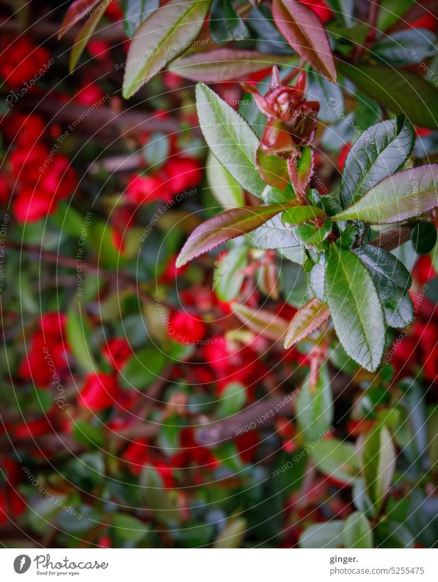 Flowering bush - Lensbaby Colour Flowering plant pretty Red Bud Shallow depth of field Close-up Exterior shot Blossom Detail Spring Deserted Colour photo