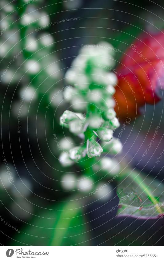 Flower buds - Lensbaby macro Bud Many Macro (Extreme close-up) lensbaby velvet 56 Shallow depth of field Close-up Exterior shot Blossom Detail Spring Deserted