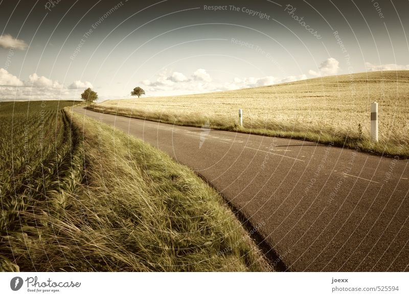 thermal image Landscape Sky Clouds Horizon Summer Beautiful weather Tree Field Traffic infrastructure Street Warmth Brown Yellow Green White Environment