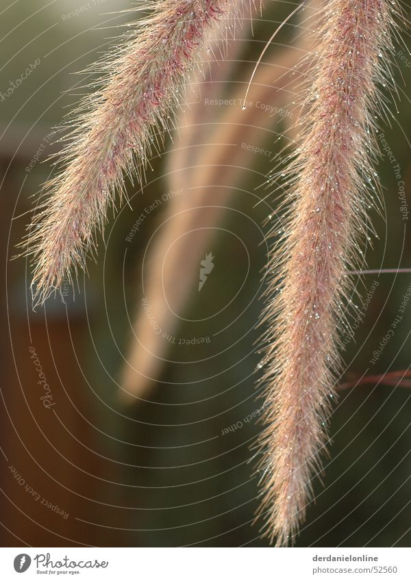 hang out Plant Red Hang Flower Blur Autumn Cold Composing Nature Life Power Close-up Macro (Extreme close-up) Weather Detail