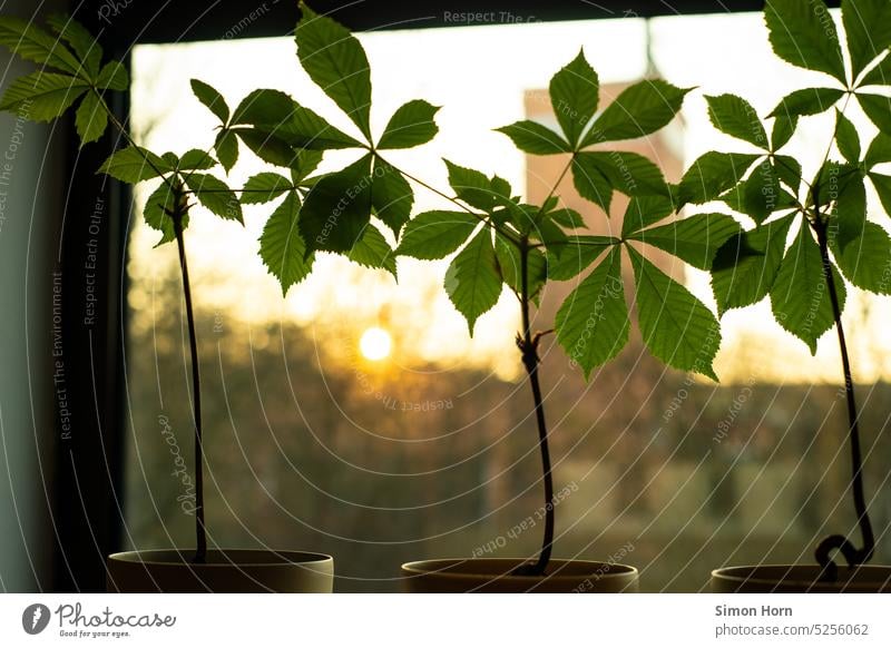 Houseplants in the sunrise Photosynthesis Bonsar Chestnut Sunrise Symbiosis start fresh start restart Wake up Growth vivacious Foliage plant leaves Window