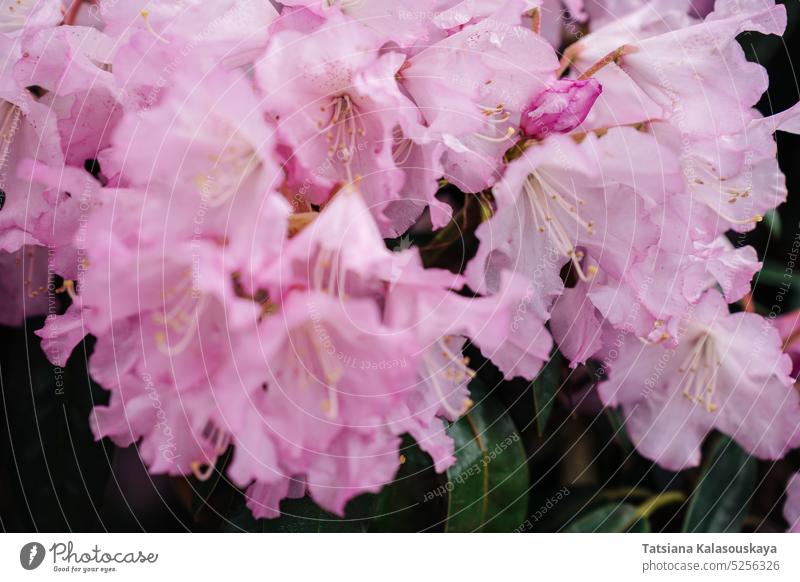 Clothe-up of flowers Rhododendron principis is an evergreen shrub growing 2 to 6 m tall with leathery leaves and pink flowers rhododendron purple