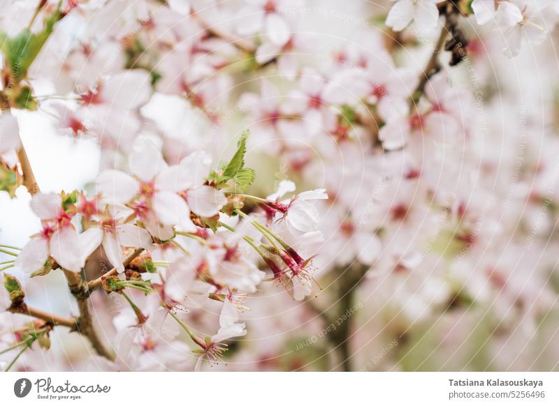 Selective focus on the abundantly blooming Japanese cherry Prunus nipponica Miyabe M.Hiroe Brilliant in April blossom Japanese alpine cherry cherry blossom