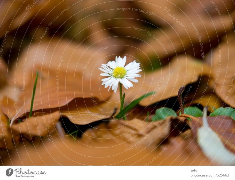 remains of the summer Nature Plant Autumn Flower Daisy Garden Meadow Blossoming Fragrance To dry up Cute Life Loneliness Uniqueness Center point Revolt