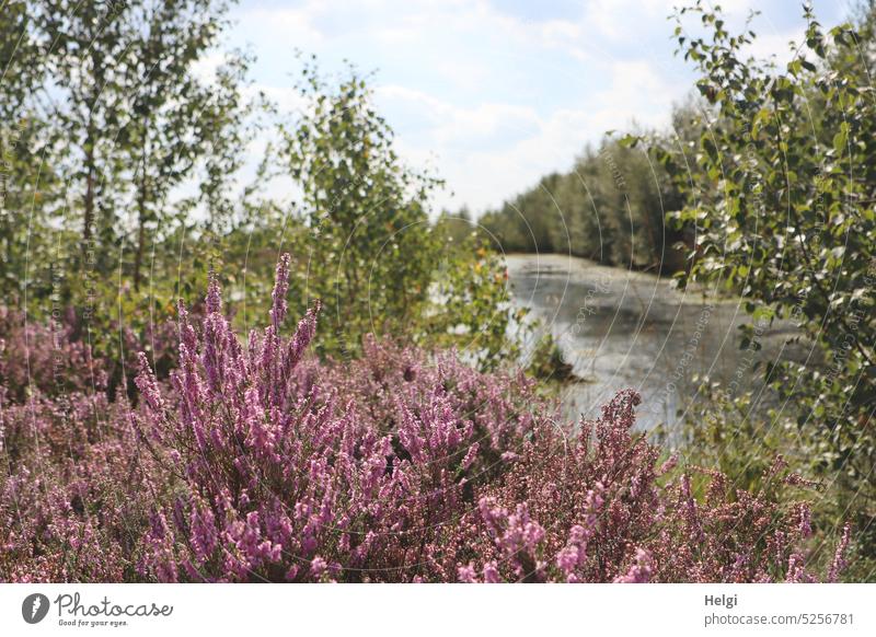 Heath blossom in the moor, in the background a moor lake and birch trees Heathland broom heathen heather blossom Bog Rehden Geestmoor moorland Moor lake