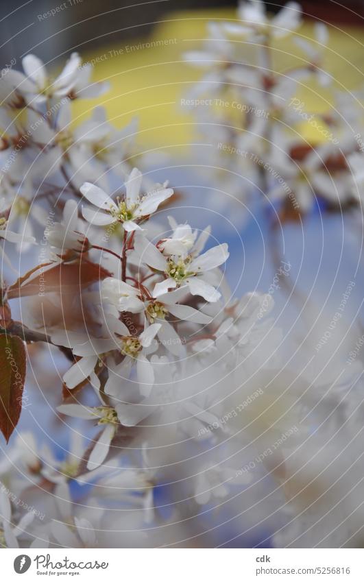 Rock pear | on yellow-blue | airy-light-playful. Spring Spring day Blossom Nature Environment blossom Blossoming Delicate Small transient Transience Season