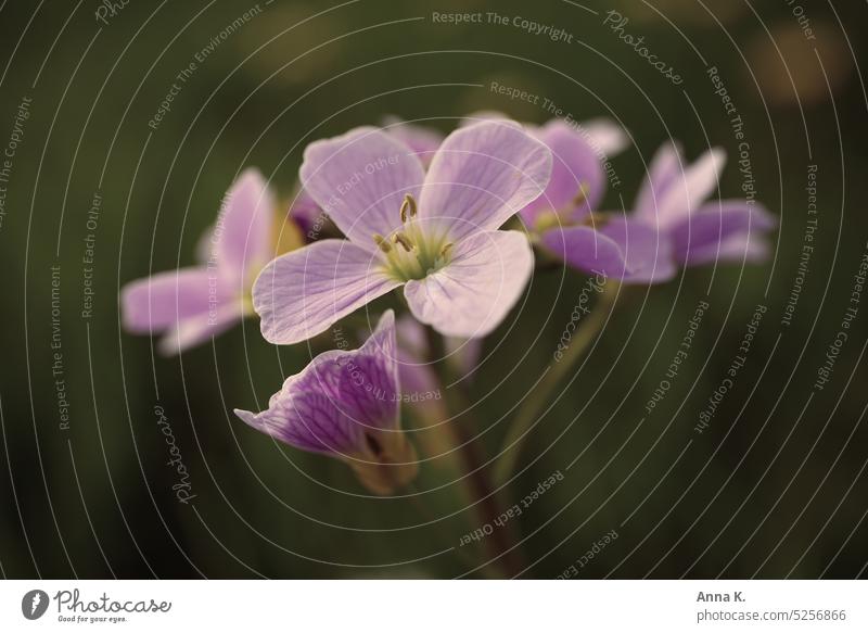 Bright messenger of spring - the meadow foamwort lady's smock Cardamine pratensis L herald of spring Pastel tone purple pink Delicate delicate blossoms