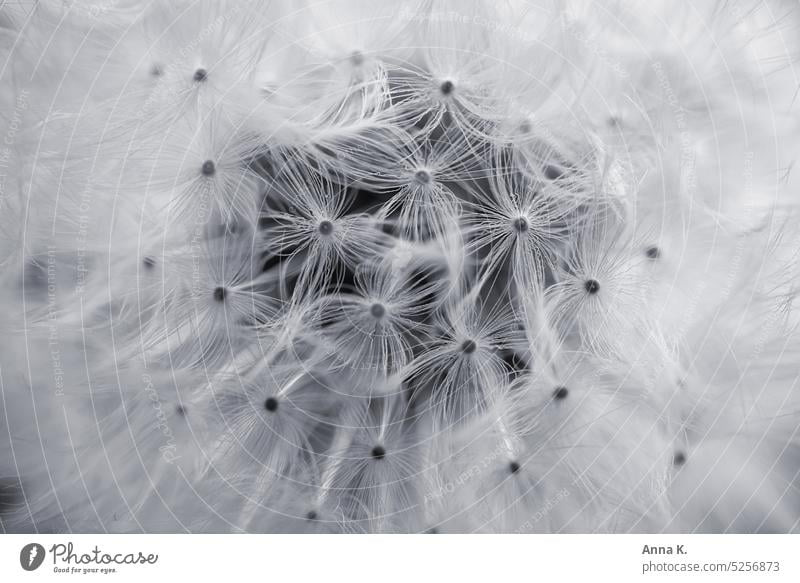 Downy soft dandelion closeup Dandelion dandelion seed taraxacum Macro (Extreme close-up) Close-up Detail downy Soft Delicate fluffy Shallow depth of field Ease