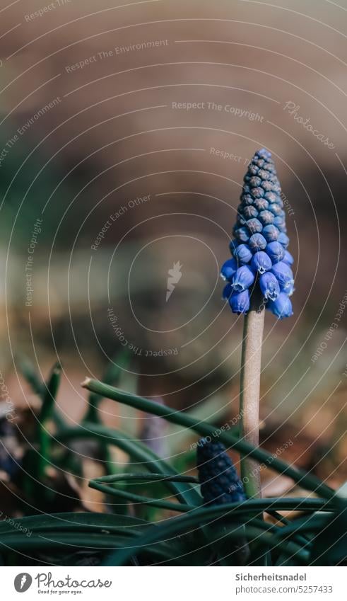 Close up grape hyacinth Muscari Flower Spring Plant Blossom Nature Blossoming Blue Close-up Colour photo Garden Hyacinthus Deserted Exterior shot