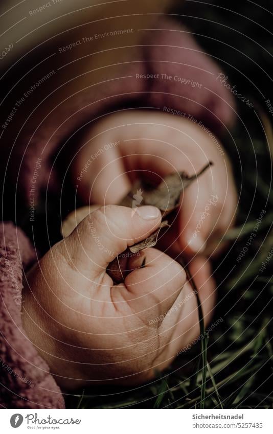 Close up child hands children's hands Hand Baby 0 - 12 months Human being Close-up feel Discover Curiosity stop Small Leaf Infancy