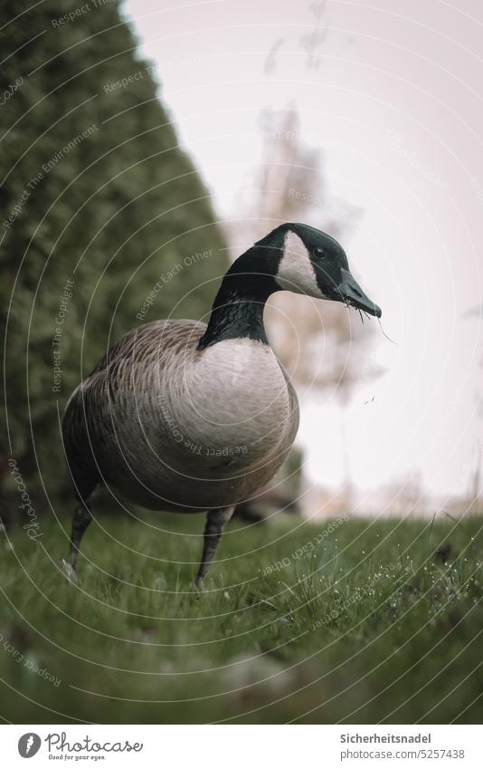 Canada goose eats grass Canadian goose Wild animal Goose Poultry Animal Exterior shot Animal portrait Nature Deserted Bird Beak