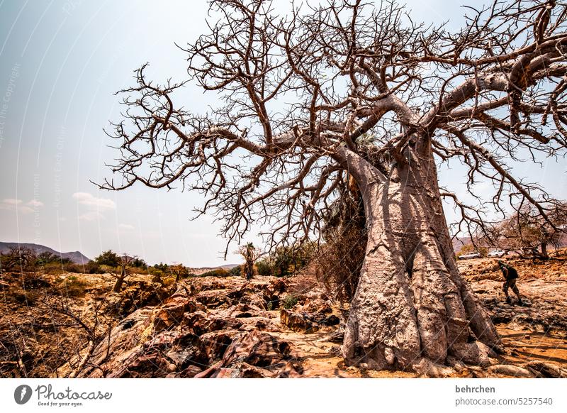 vigour Large vigorously Strong impressive Impressive Warmth Sky especially Adventure Vacation & Travel Landscape Nature Wanderlust Namibia Colour photo Africa