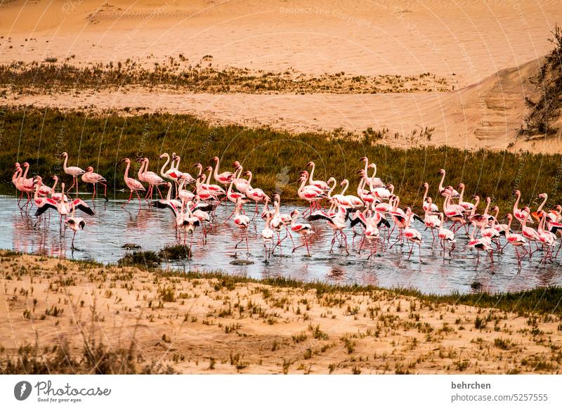 bathing weather Gorgeous Dream sandwich harbour sand dune dunes duene Swakopmund especially Walvis bay Impressive Landscape Colour photo Adventure Freedom