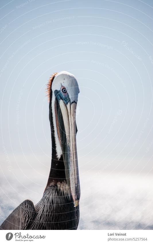 Portrait of a pelican Bird Animal portrait Colour photo Wild animal Feather Nature Wild bird animal world Beak Pelican Close-up Animal face Pelican eye pretty